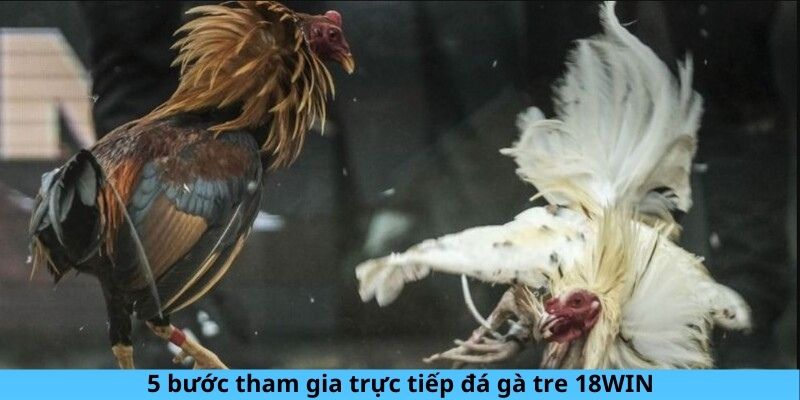 5 bước tham gia trực tiếp đá gà tre 18Win