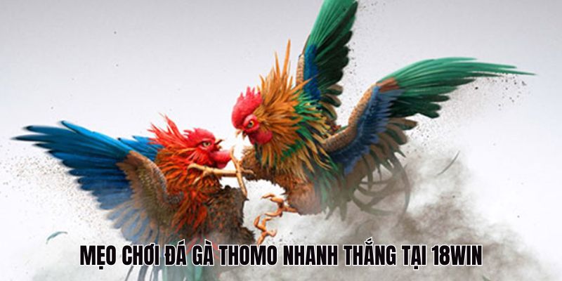 Mẹo chơi đá gà Thomo 18Win bất bại