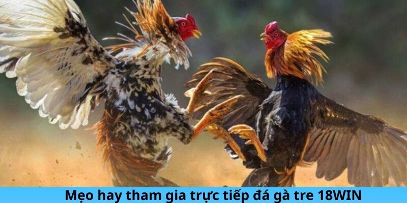 Mẹo hay tham gia trực tiếp đá gà tre 18Win