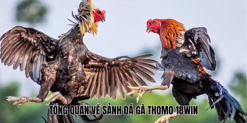 Tổng quan về sảnh đá gà Thomo 18Win